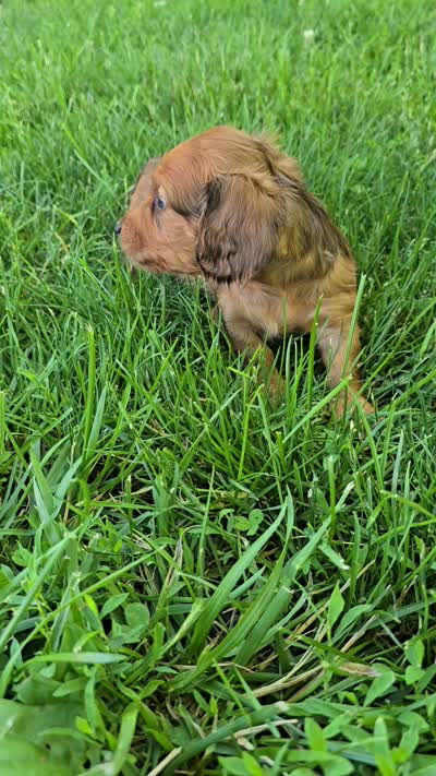 Eli, a male Miniature Dachshund for sale in Goshen, IN – 5 of 5