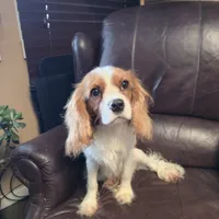Winston, a male Cavalier King Charles Spaniel for sale in Goshen, IN – Photo 4 of 7