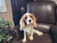 Winston, a male Cavalier King Charles Spaniel for sale in Goshen, IN – Photo 4 of 7