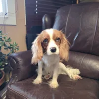 Winston, a male Cavalier King Charles Spaniel for sale in Goshen, IN – Photo 5 of 7