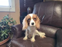 Winston, a male Cavalier King Charles Spaniel for sale in Goshen, IN – Photo 5 of 7
