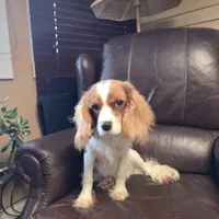 Winston, a male Cavalier King Charles Spaniel for sale in Goshen, IN – Photo 1 of 7