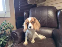 Winston, a male Cavalier King Charles Spaniel for sale in Goshen, IN – Photo 1 of 7