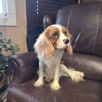 Winston, a male Cavalier King Charles Spaniel for sale in Goshen, IN – Photo 2 of 7