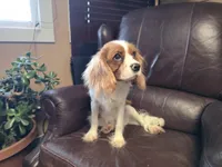 Winston, a male Cavalier King Charles Spaniel for sale in Goshen, IN – Photo 2 of 7