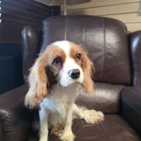 Winston, a male Cavalier King Charles Spaniel for sale in Goshen, IN – Photo 7 of 7