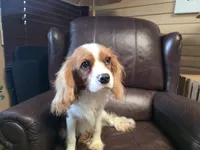 Winston, a male Cavalier King Charles Spaniel for sale in Goshen, IN – Photo 7 of 7