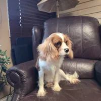 Winston, a male Cavalier King Charles Spaniel for sale in Goshen, IN – Photo 6 of 7
