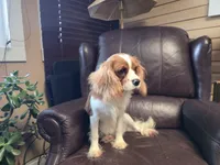 Winston, a male Cavalier King Charles Spaniel for sale in Goshen, IN – Photo 6 of 7