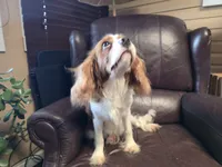 Winston, a male Cavalier King Charles Spaniel for sale in Goshen, IN – Photo 3 of 7