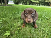 Milo, a male Miniature Dachshund for sale in Goshen, IN – 1 of 5