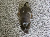 Milo, a male Miniature Dachshund for sale in Goshen, IN – 3 of 5