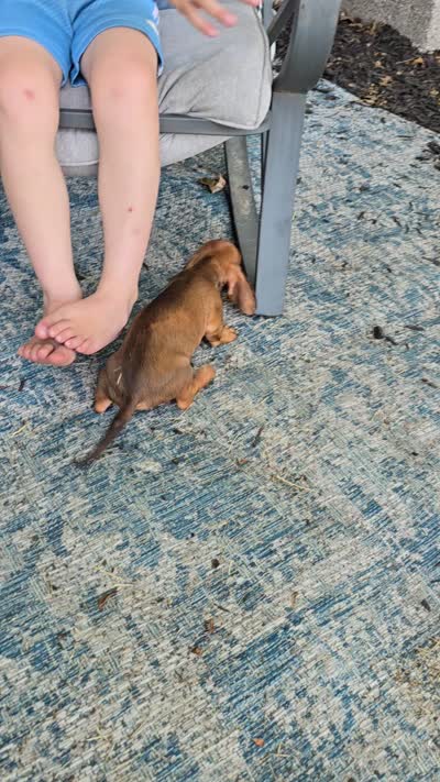 Dalgona, a male Miniature Dachshund for sale in Goshen, IN – 6 of 6
