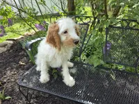 Mario, a male Cavapoo for sale in Goshen, IN – 3 of 5
