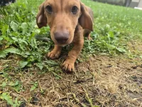 Dalgona, a male Miniature Dachshund for sale in Goshen, IN – 6 of 7