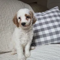 Mario, a male Cavapoo for sale in Goshen, IN – Photo 4 of 5