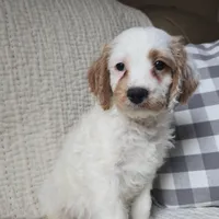 Mario, a male Cavapoo for sale in Goshen, IN – Photo 3 of 5