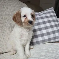 Mario, a male Cavapoo for sale in Goshen, IN – Photo 5 of 5