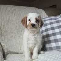 Mario, a male Cavapoo for sale in Goshen, IN – Photo 1 of 5
