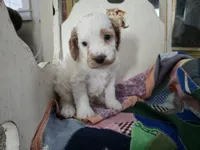 Mario, a male Cavapoo for sale in Goshen, IN – Photo 1 of 3