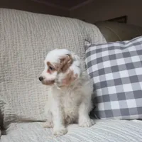 Mario, a male Cavapoo for sale in Goshen, IN – Photo 2 of 5