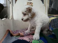 Mario, a male Cavapoo for sale in Goshen, IN – Photo 3 of 3