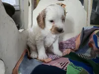 Mario, a male Cavapoo for sale in Goshen, IN – Photo 2 of 3