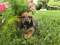 Cortado, a male Miniature Dachshund for sale in Goshen, IN – 2 of 5