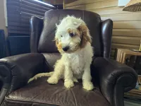 Mario, a male Cavapoo for sale in Goshen, IN – 4 of 5