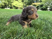 Truffle, a female Miniature Dachshund for sale in Goshen, IN – 4 of 5