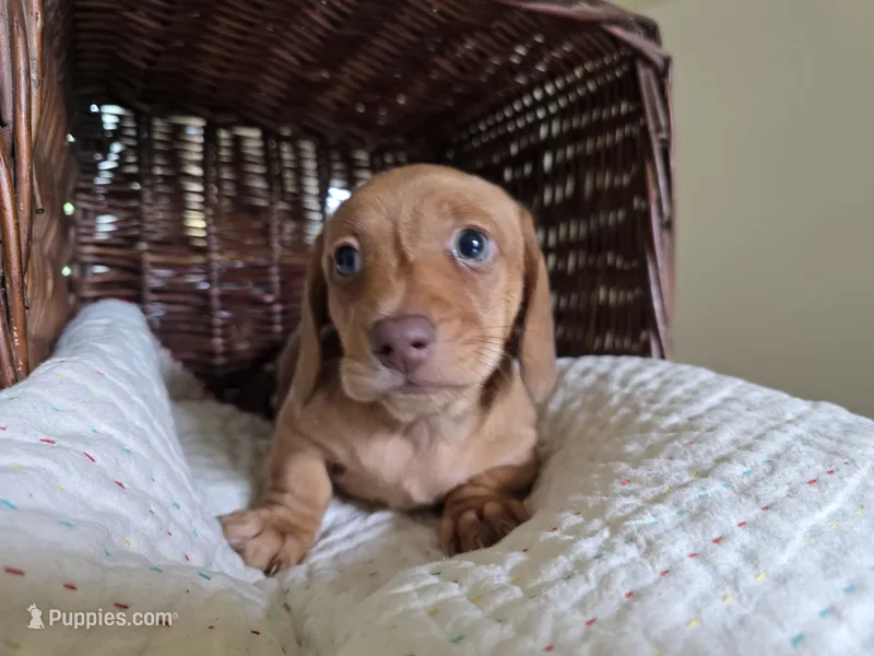 Rufus – Miniature Dachshund puppy for sale in Goshen, IN