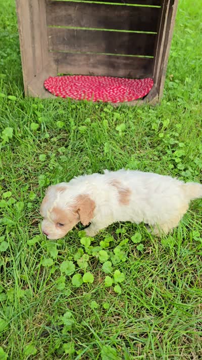 Buttercup, a female Cavapoo for sale in Goshen, IN – 5 of 5