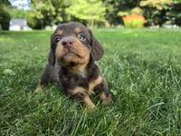 Truffle, a female Miniature Dachshund for sale in Goshen, IN – 2 of 5