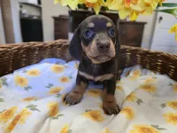 Cinnamon, a male Miniature Dachshund for sale in Goshen, IN – Photo 1 of 5