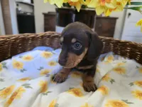 Cinnamon, a male Miniature Dachshund for sale in Goshen, IN – Photo 4 of 5