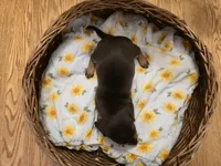 Cinnamon, a male Miniature Dachshund for sale in Goshen, IN – Photo 5 of 5