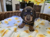Cinnamon, a male Miniature Dachshund for sale in Goshen, IN – Photo 3 of 5