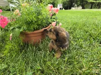 Affogato, a male Miniature Dachshund for sale in Goshen, IN – 5 of 6