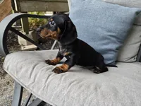 Zane, a male Miniature Dachshund for sale in Goshen, IN – 4 of 6