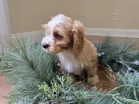 Redwood, a male Cavapoo for sale in Goshen, IN – 4 of 5