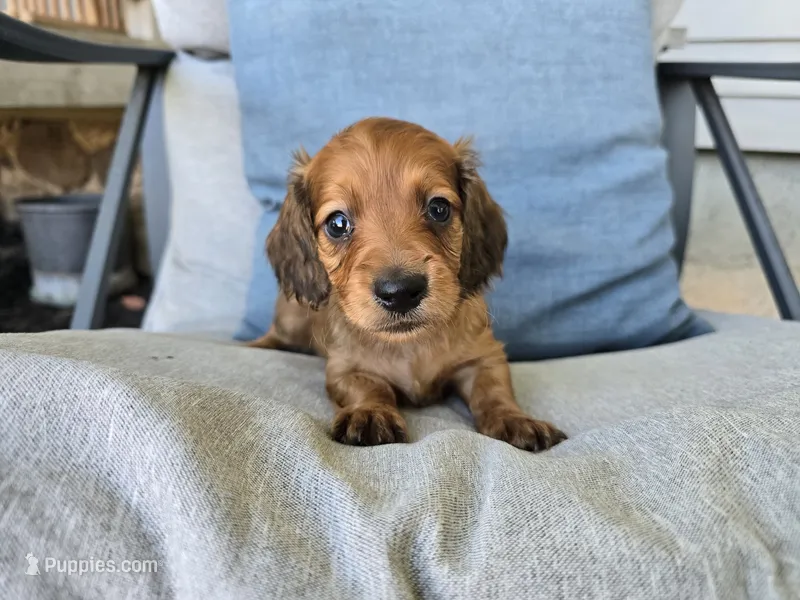 Eli – Miniature Dachshund puppy for sale in Goshen, IN