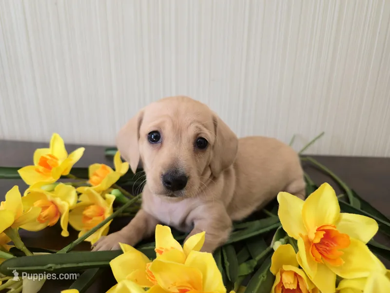 Mimosa – Miniature Dachshund puppy for sale in Goshen, IN