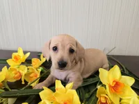 Mimosa, a female Miniature Dachshund for sale in Goshen, IN – Photo 1 of 5