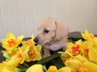 Mimosa, a female Miniature Dachshund for sale in Goshen, IN – Photo 5 of 5