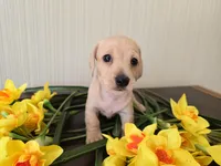 Mimosa, a female Miniature Dachshund for sale in Goshen, IN – Photo 4 of 5