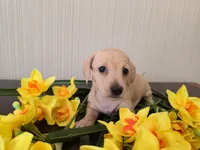 Mimosa, a female Miniature Dachshund for sale in Goshen, IN – Photo 3 of 5