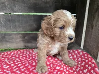 Hollyhock, a female Cavapoo for sale in Goshen, IN – 3 of 5