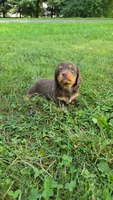 Truffle, a female Miniature Dachshund for sale in Goshen, IN – 3 of 5
