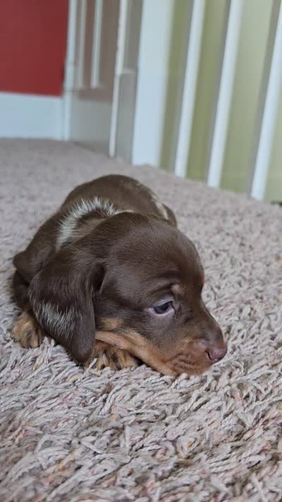 Milo, a male Miniature Dachshund for sale in Goshen, IN – 5 of 5