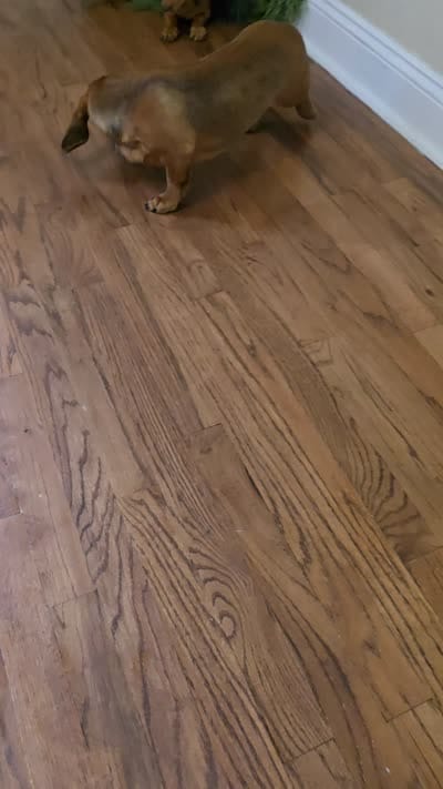 Cortado, a male Miniature Dachshund for sale in Goshen, IN – 5 of 5